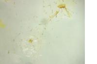 Swammerdamia pyrella