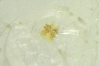 Swammerdamia pyrella