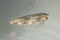 Bucculatrix ulmella