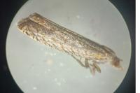 Bactra lancealana