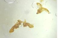 Bactra lancealana