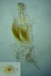 Phyllonorycter messaniella