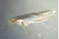 Argyresthia bonnetella