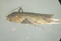 Scrobipalpa costella