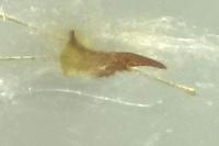 Scrobipalpa costella