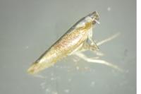 Argyresthia albistria