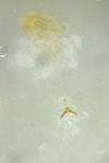 Argyresthia albistria