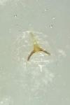 Argyresthia albistria