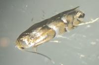 Phyllonorycter ulmifoliella