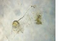 Phyllonorycter ulmifoliella
