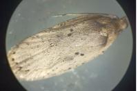 Agonopterix yeatiana