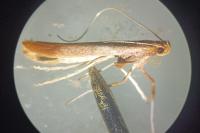 Caloptilia betulicola