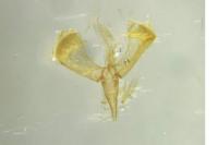Caloptilia betulicola
