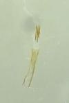 Caloptilia betulicola