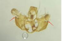 Coleophora alcyonipennella