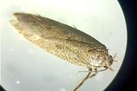 Bryotropha terrella