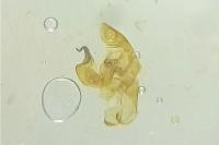 Bryotropha terrella