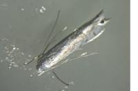 Phyllocnistis