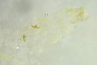 Phyllocnistis
