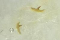 Phyllocnistis