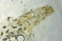 Phyllocnistis
