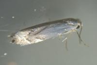 Phyllonorycter harrisella
