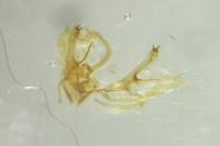 Phyllonorycter harrisella