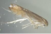 Phyllonorycter quercifoliella