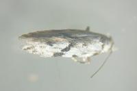 Stenolechia gemmella
