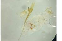 Stenolechia gemmella