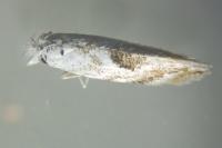 Bucculatrix albedinella