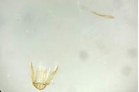 Bucculatrix albedinella