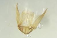 Bucculatrix albedinella