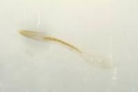 Bucculatrix albedinella