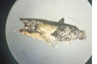 Epinotia nisella