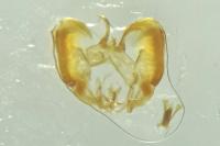Epinotia nisella