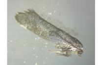 Swammerdamia caesiella