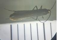 Coleophora alcyonipennella
