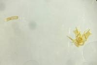 Epermenia ochreomaculella