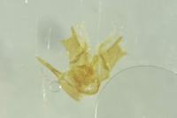 Epermenia ochreomaculella
