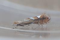 Phyllonorycter belotella