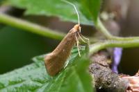 Nematopogon swammerdamella