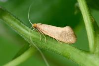 Nematopogon swammerdamella