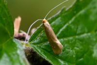 Nematopogon swammerdamella