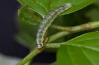 Ptycholoma lecheana