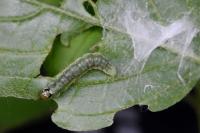 Ptycholoma lecheana