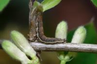 Ypsolopha falcella