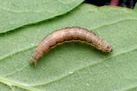 Ypsolopha falcella