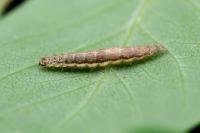 Ypsolopha falcella