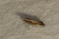 Acrolepiopsis vesperella